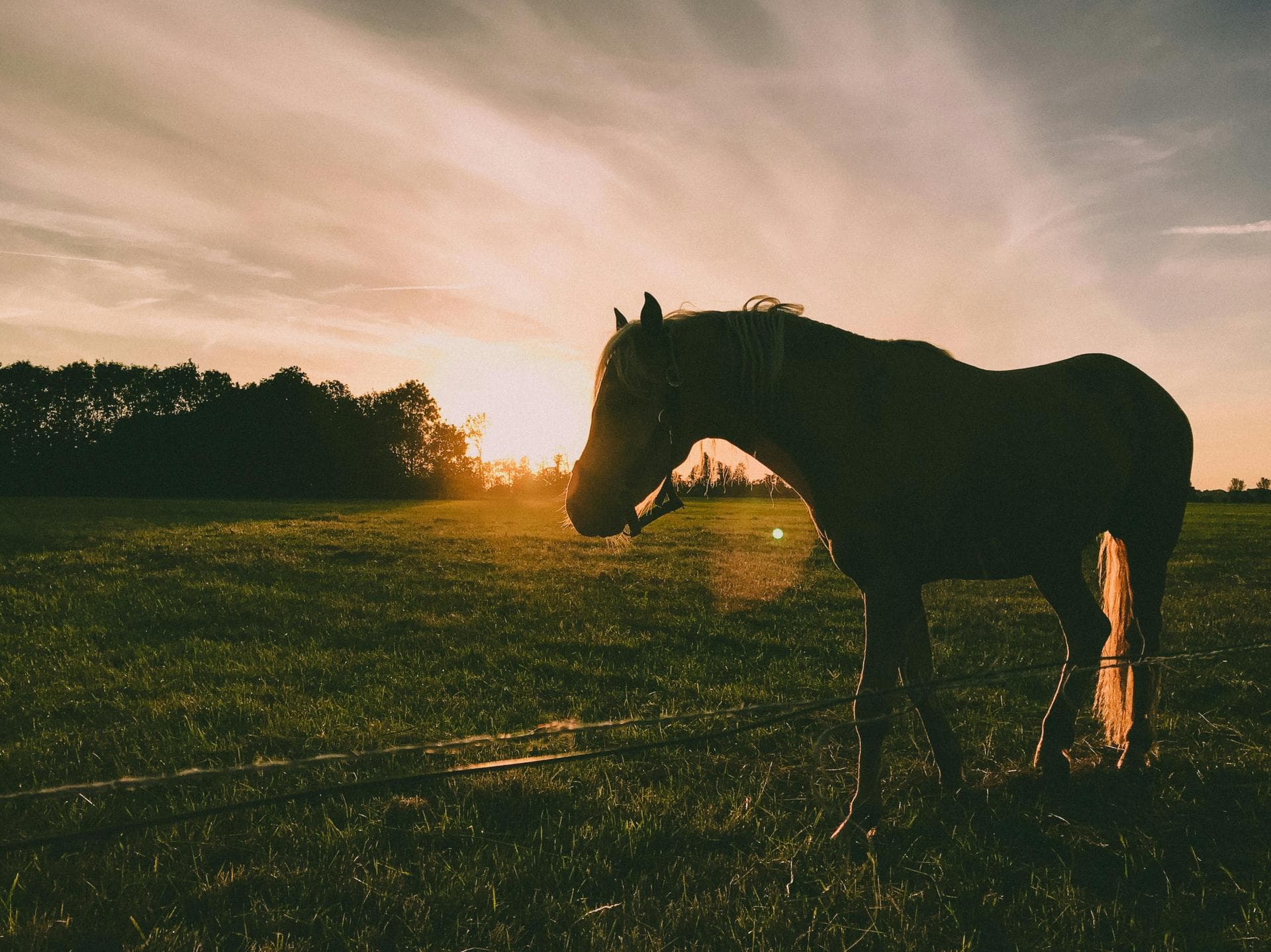 Keyhole Spay Prices in West Sussex