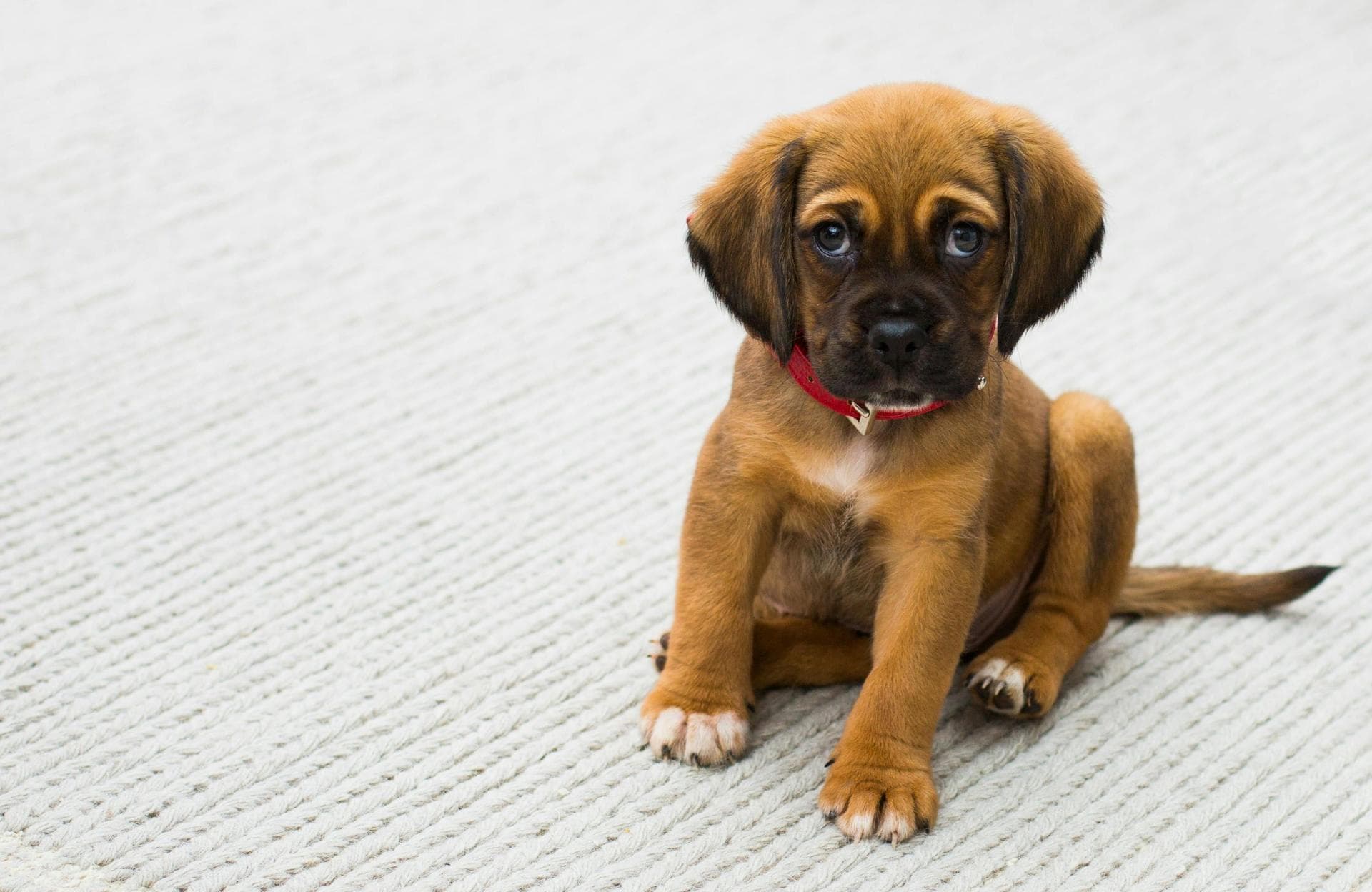 Rabies Vaccination Prices in West Sussex