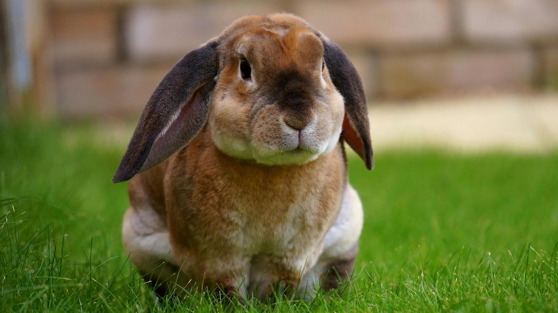 Farm & Large-Animal Vets in West Sussex