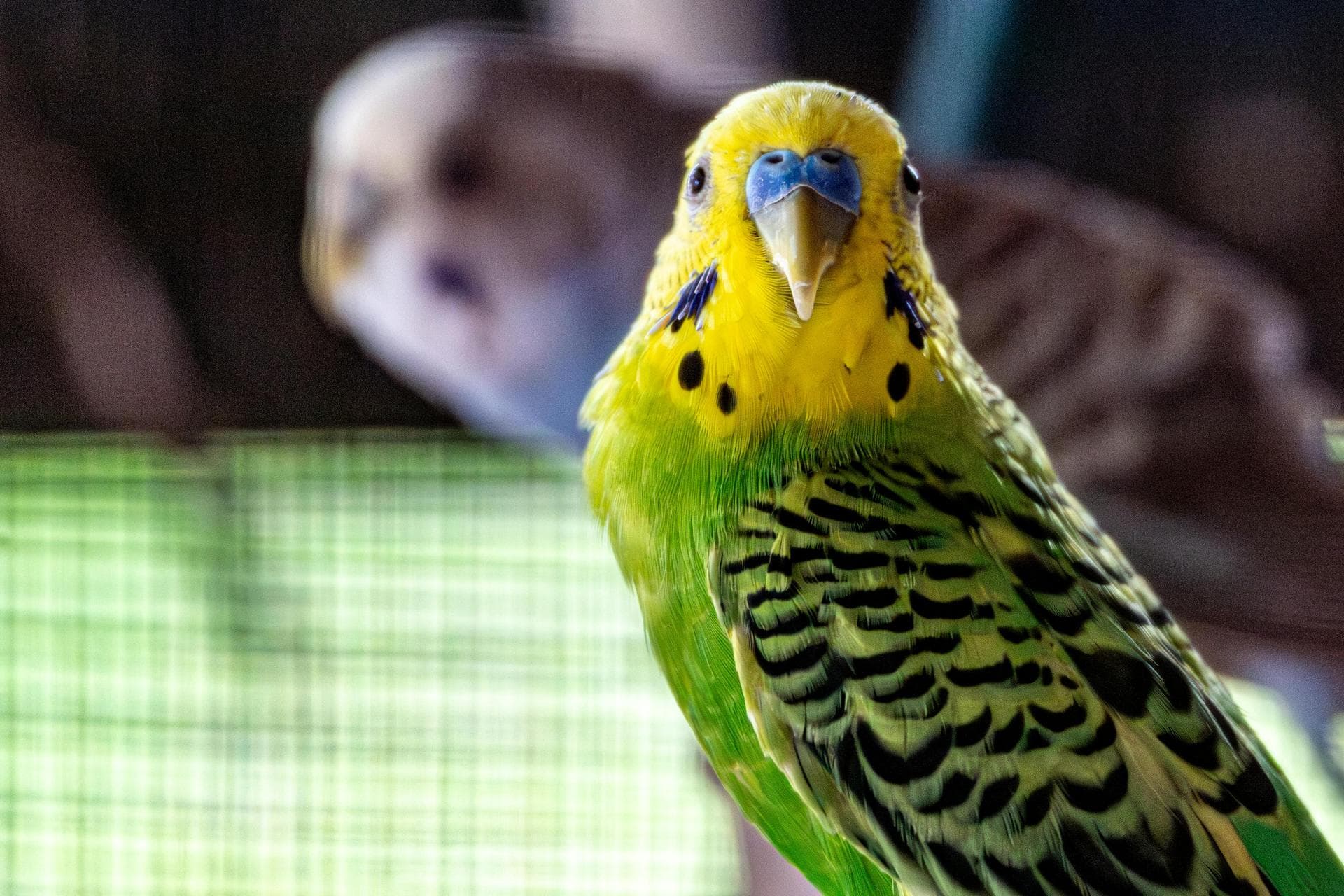 Best Vets in East Grinstead