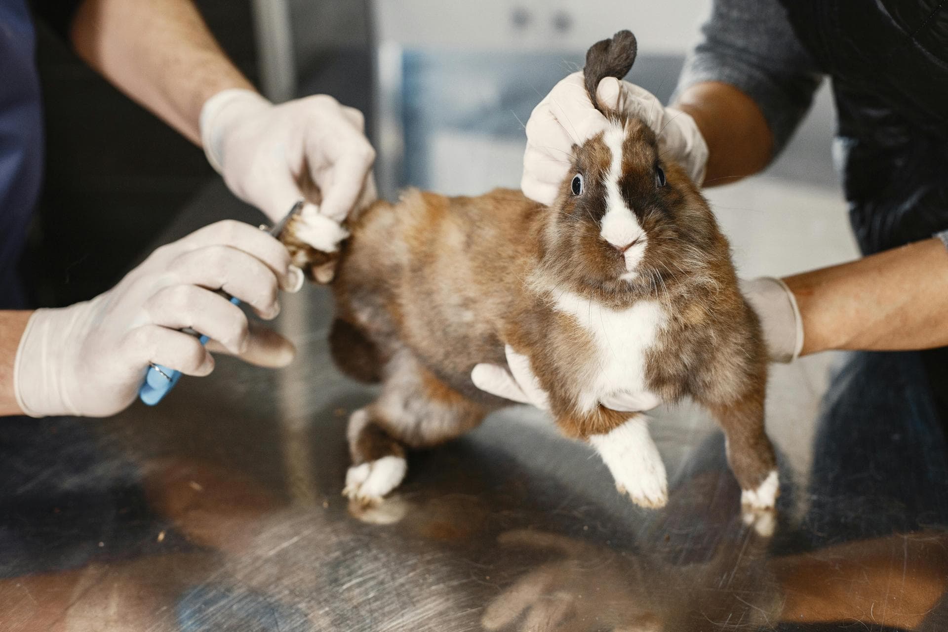 Combined Myxomatosis & VHD Vaccination Prices in West Sussex