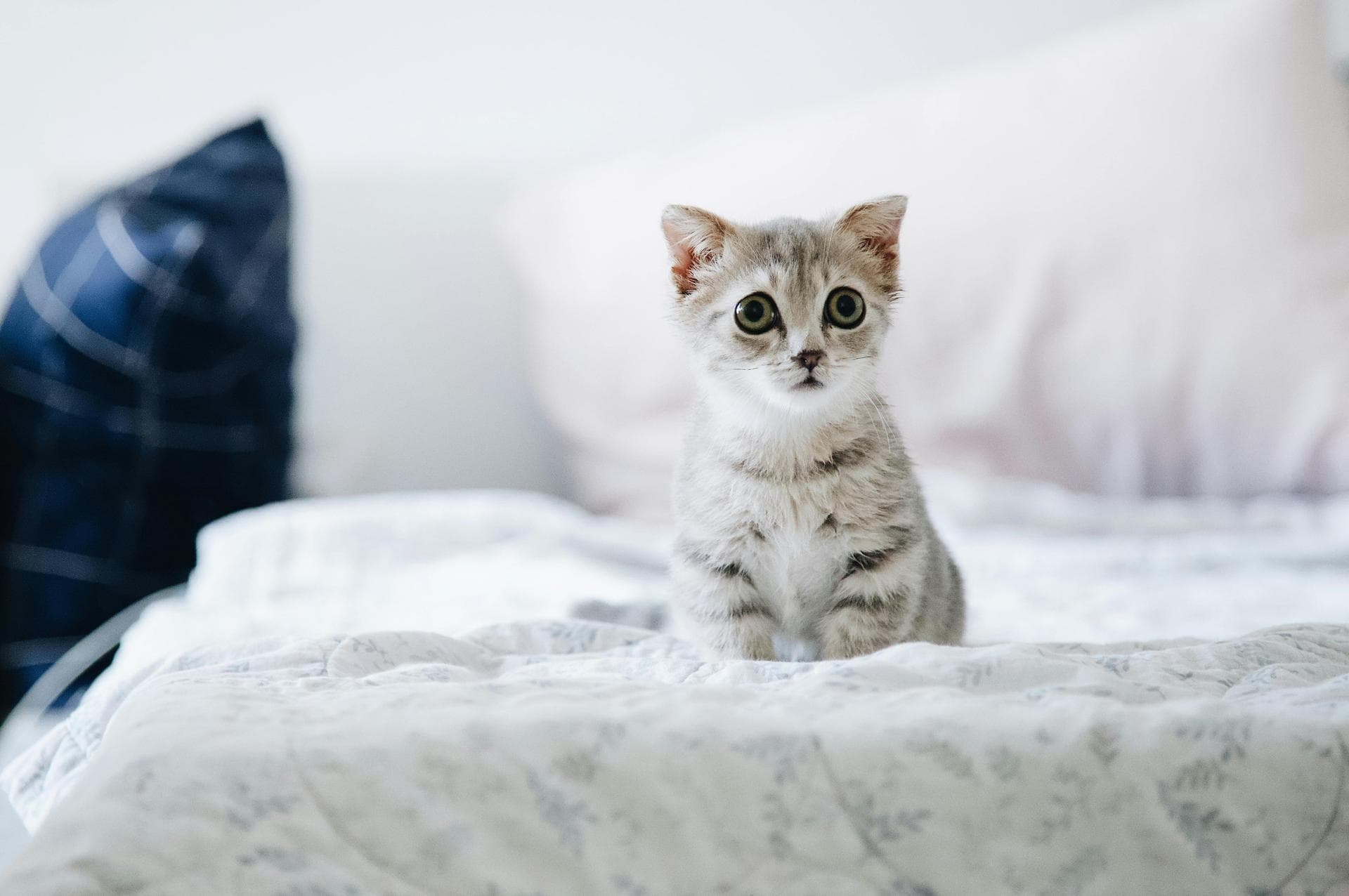 Dog & Cat Vets in West Sussex